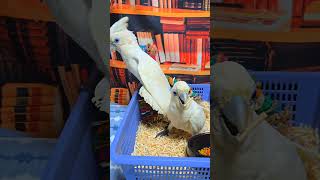 2개월 듀컵 코카투 아이들이예요