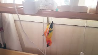 앵무새를 키우는 이유2~아이를 깨우는 썬코뉴어(a children's wake up sunconure)