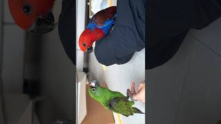 사랑스러운 앵무새들의 첫 대면