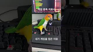 게임 중독 치료사 카이큐#parrot #카이큐 #bir…