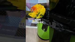 써니~벌써 사춘기가 온거야?  #썬코뉴어 #parrot…