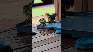 카이큐 앵무새! 흥! 오늘도 신난당!