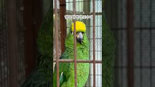 #더스테이힐링파크#알파와앵무#가평가볼만한곳#노래하는앵무…