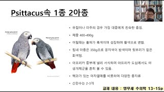 앵무새 수의학 강독 1강 1-1 하편 : 마카우 코뉴어 카이큐 회색앵무 모란앵무 등 세부 특성