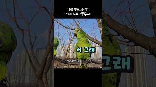 네 이쯤이면 카사노바 맞죠? 어그래 #아랑이 #parrot #아마존앵무새 #대화하는앵무새 #노래하는앵무새