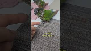 새로는 매일 화이팅을 외쳐요~!! #그린칙 코뉴어# 앵…