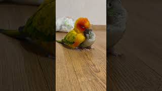 사이좋은 앵무새 #구독 #귀여운 #앵무새 #앵무새키우기…