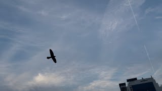 매에게 쫒기는 앵무새