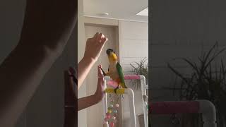 요르의 개인기 #birds #parrot #cute #…