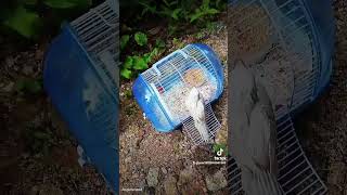 알비노 퀘이커 새봄 공주님 계곡 에서 물놀이 