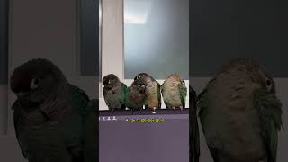 아무래도 아빠보다 엄마가 최고지 #shorts #앵무새