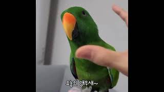 [지구] 앵무새 앞에서 말조심 해야하는 이유 / 요놈의…