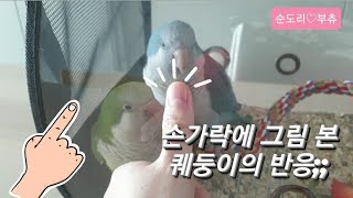퀘이커앵무새 Quaker Parrot 순도리♡부츄(이게…