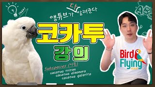 하얀색 강아지 코카투 소개(엄브렐라,트리톤,엘레노라,듀…