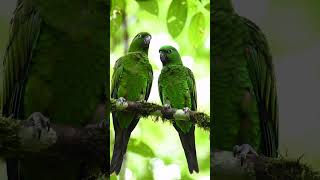 #FunnyParrot #USAParrot #Talki…