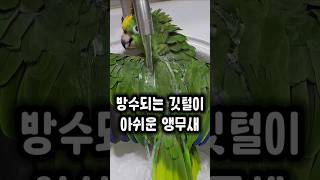 열심히 목욕하는데 물에 젖지않는 앵무새 ㅋㅋ #앵무새 …