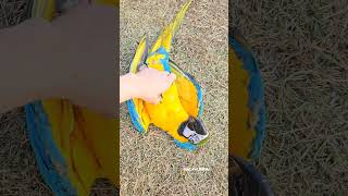 청금강앵무새가 강아지라고 불리는 이유 #앵무새 #parrot