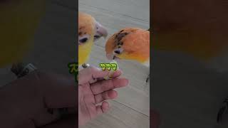 카이큐에게 메론을 흔들어보자 #앵무새 #반려동물 #카이큐 #parrot #동물 #키우기 #분양
