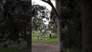 Cockatoo Bird | 호주 앵무새 코카투 | 호주 유튜버 아저씨와 새친국들 | 호주 동네 공원