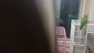 #코카투랑 놀아주기 기요미 앵두