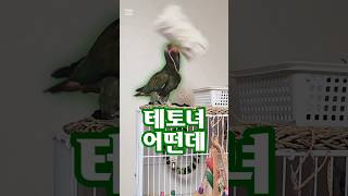 테토녀 어떤데 #말하는앵무새 #parrot #헬라