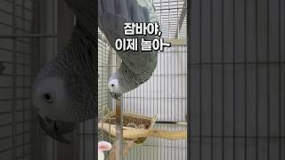 건강한 취미생활 가진 앵무새  회색앵무 잠바