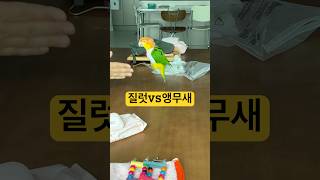환타 빡치게 하기 .                     #birds #앵무새 #cute #animals #카이큐 #shorts