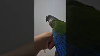 코뉴어앵무새#하랑이#하봉이#parrot#birdslov…