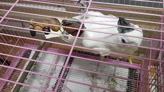 코카투 앵두 장난감 가지고놀자~~