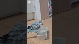 목욕하는 앵무새 하늘이 #말하는앵무새#말하는퀘이커#하늘이#목욕하는앵무새#귀여운앵무새#parrot #birds #블루오파린퀘이커 #앵무새