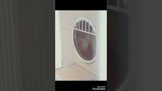 앵무새 성장 과정 (코뉴어)