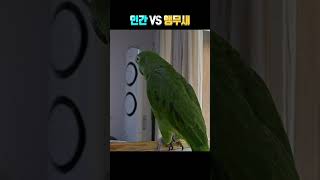 인간 VS 앵무새