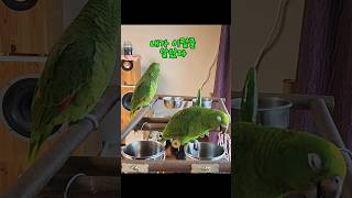 산책시 앵이들 보면 좋은 말 써주세요 #parrot #birds #아마존 #앵무새 #아리 #말하는 앵무새 #좋아요