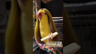 ㅍㅎㅎ#emergency #parrot #목도리앵무새#…