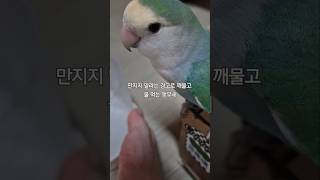 경고성 입질하는 초롱이 #parrot #lovebird #모란앵무 #앵무새