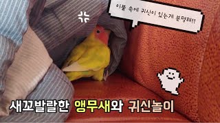 새꼬발랄한 앵무새와 귀신놀이 라임이는 귀신을 잡을 수 …