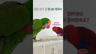 항상 오빠 것 탐내는 앵무새 | 저게 더 좋아보이는데?  #뉴기니아#앵무새#뉴기니아앵무새 #eclectus #eclectusparrot #parrot #birds #shorts