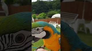 청금강 앵무 호출훈련 중