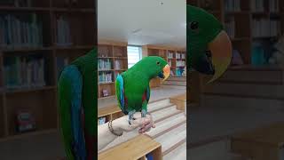 도서관 방문한 앵무새#♡#스님과 함께#방문