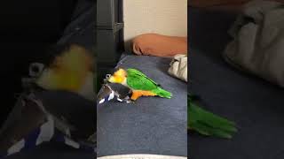 洋服をおもちゃと勘違いして振り回すだしまき[ズグロシロハラインコ-black headed caique-] #Shorts