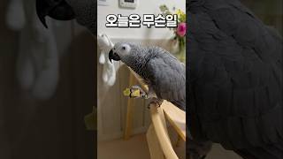 모닝 사과 섭취 ASMR  회색앵무 잠바