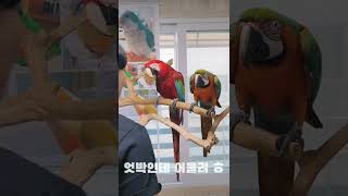 콧대높은 앵무새 마음을 빼앗는 방법 #shorts