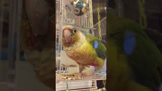 ‪소망이‬(코뉴어)