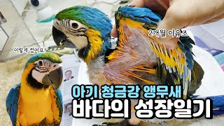 청금강 앵무새 2개월 이유조 이유식부터 펠렛적응까지 육…