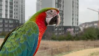 할리퀸 마카우 루카 까마귀를 따돌릴수 있을까???