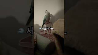 누나가 안 놀아줘서 서운한 앵무새 #어리광#퀘이커앵무송꾸꾸