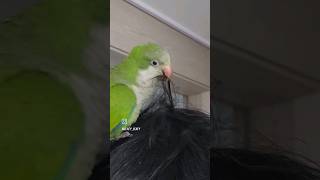 우리 아빠 전담 미용사 ‍♂️ | 머리 골라주는 앵무새