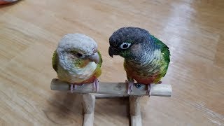 [앵무파파] 코뉴어 형제들의 휴일 [2018.11.25…