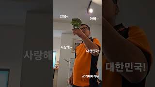 양평 카페 마카우에서 말잘하는 앵무새 이슬이