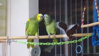 아마존 앵무 수미와 황금이의 첫 키스